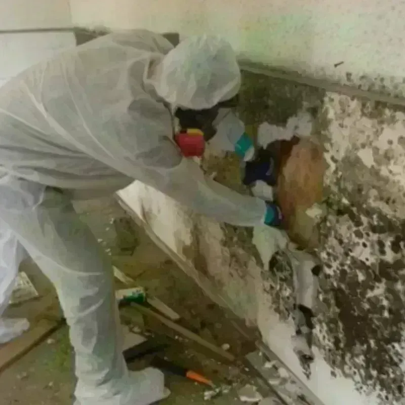 Mold Remediation and Removal in Thurmond, NC